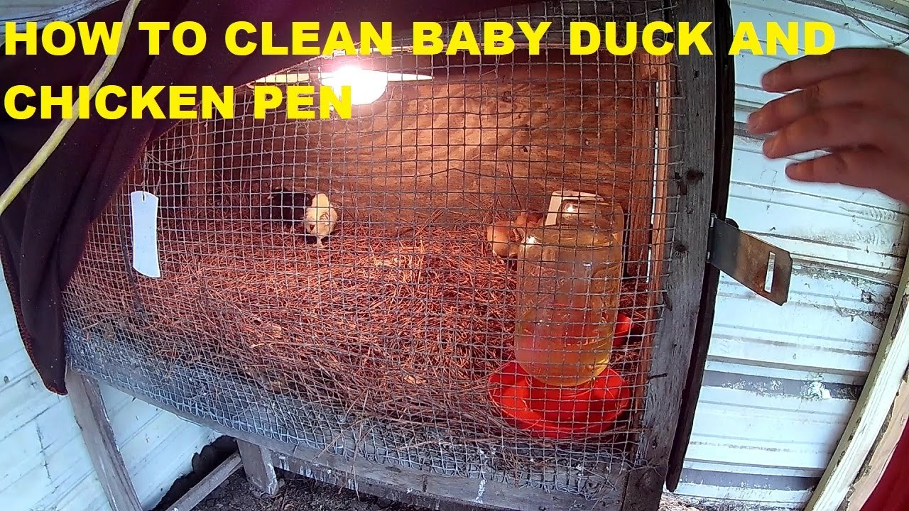 How To Clean A Baby Chicken And Baby Duck Pen YouTube