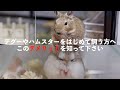 【デグーとハムスター最大のデメリット】deguの長生きは・・・はじめて飼う人に見て欲しい
