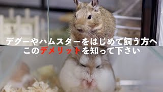 【デグーとハムスター最大のデメリット】deguの長生きは・・・はじめて飼う人に見て欲しい