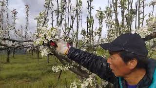 On April 8, 2023, we harvested the blossoms from newly sprouted