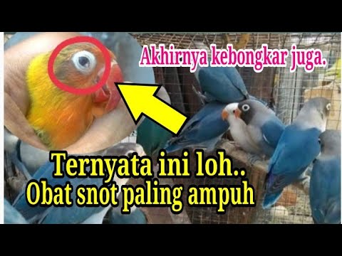 Video: Cara merawat snot hijau pada anak