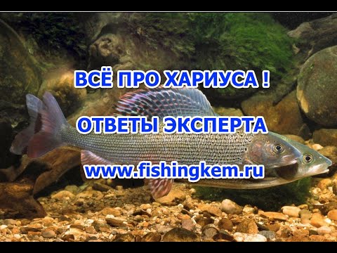 Видео: Когда хариус нерестится в Великобритании?