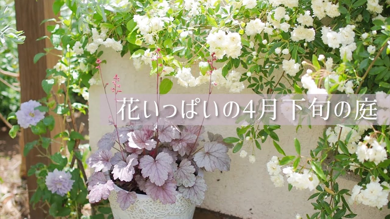 《4月下旬の庭を彩る花59種》バラ4/宿根草33/一年草13/球根3/花木4/クレマチス2《T's Gardenのガーデニング》