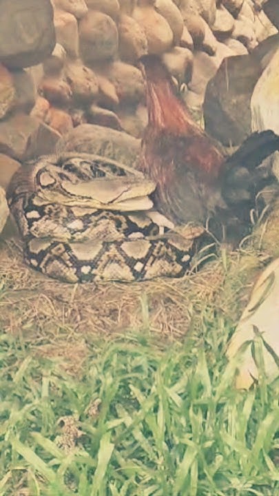 Python Attack Chicken During Bengal Safari.. 😳 #python #snake # ...