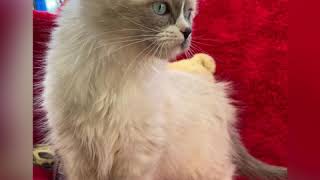 Ragdoll kitten for sale: toothpaste