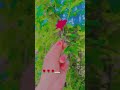 🌹🌹🌹...... #newsong #rose #king_prince_5432k