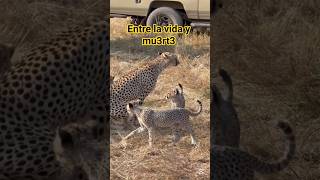 !!Sin Velocidad, Sin Oportunidades: El Drama de un Guepardo Herido!! #africa #vidasalvaje #Guepardo