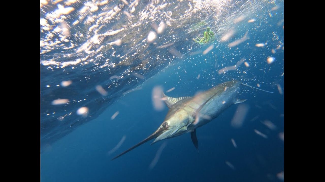 CHASING MARLIN A Dream Come True For Fisherman Who Has Never Caught