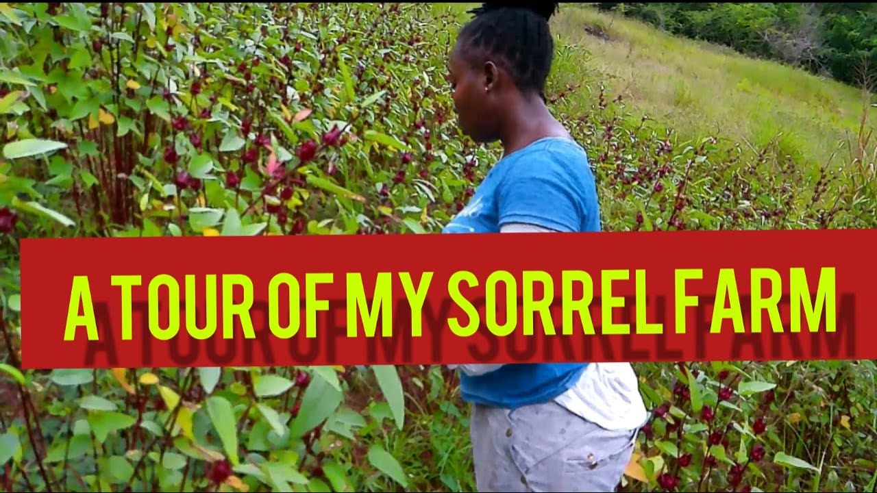 A TOUR OF MY SORREL FARM YouTube