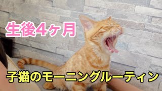 生後4ヶ月の子猫のモーニングルーティン マンチカン 可愛すぎてつらい猫まとめ 生後4ヶ月の子猫のモーニングルーティン マンチカン 可愛すぎてつらい猫まとめ