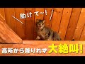 調子に乗ってログハウスの高台に登ったが降りれなくなって泣き叫んじゃう猫