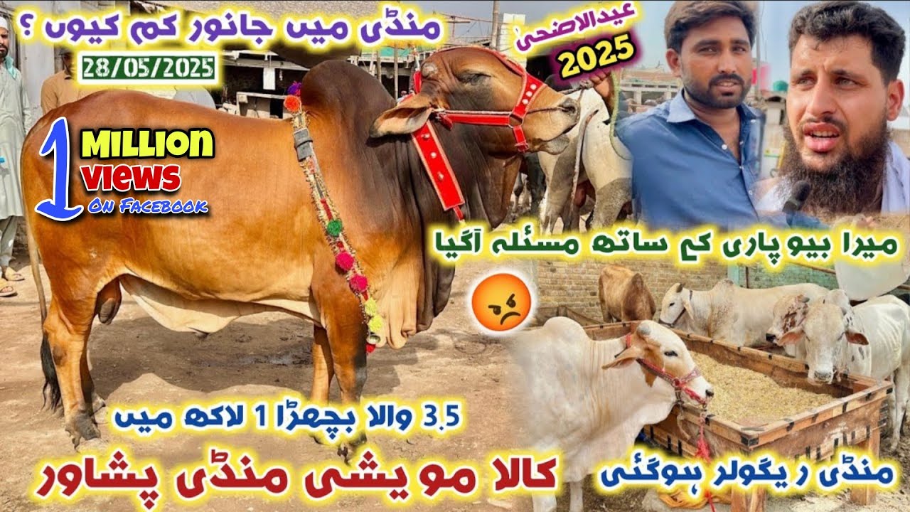 Kala Maweshi Mandi Peshawar 28/05/2025 Updates | Heavy Qurbani Cattle Mandi Prices | Izhar Ali Shah