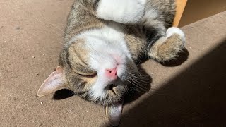 Gray Cat Sunbathing | CAT VLOG #109