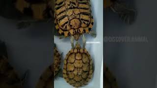 turtle giving head massage | cute turtle | never seen before #shorts #trending