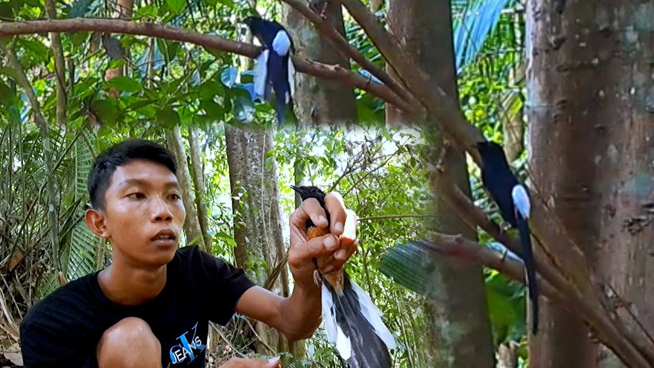 lokasi ini murai batu nya udah ada 3 ekor anakanya/mikat murai batu