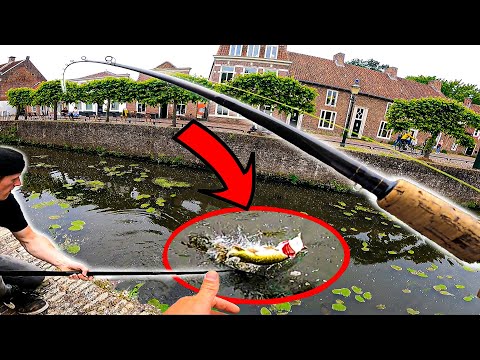 Video: Watter vis eet wat? Roof meer vis. Roofvis van die see