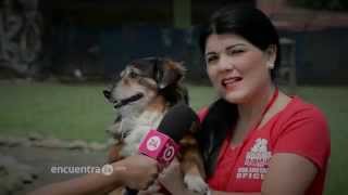 Encuentra24.com - Testimonio Rescate Animal - Mascotas & Animales