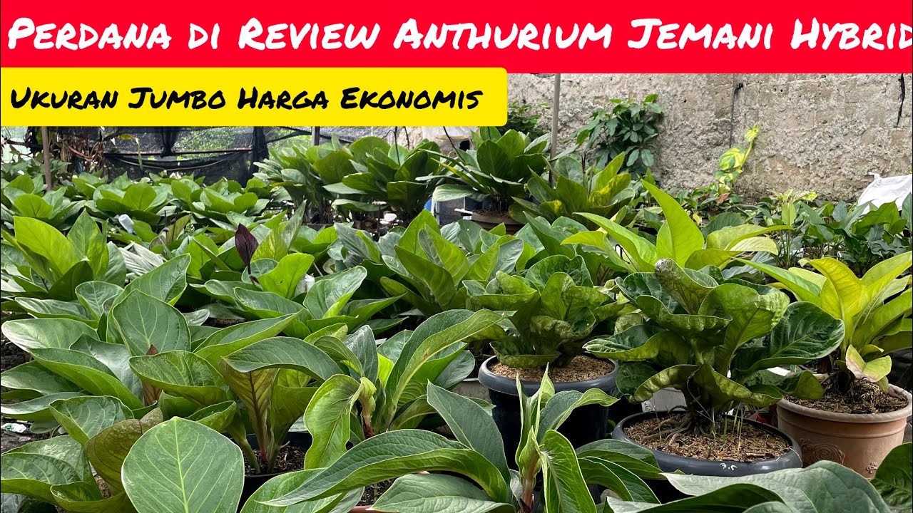 PERDANA DIREVIEW ANTHURIUM JEMANI HYBRID 📢 UKURAN JUMBO HARGA EKONOMIS⁉️