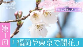 さくらニュース2022　～開花から散りゆくまで～ 　第1回「福岡や東京で開花発表」(2022年3月21日)