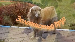 Золотистый Ретривер / Golden Retriver (