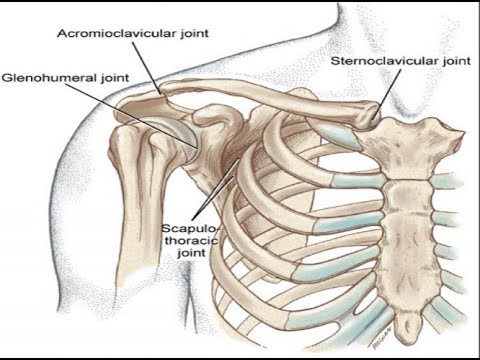 Two Minutes of Anatomy: Scapulothoracic Joint