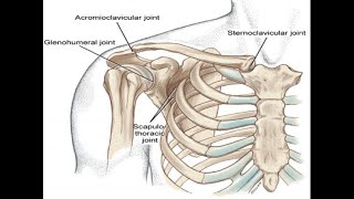 Two Minutes of Anatomy: Scapulothoracic Joint