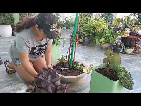 MEXER COM PLANTAS TRAZ ALEGRIAS,COMECEI REPLANTE