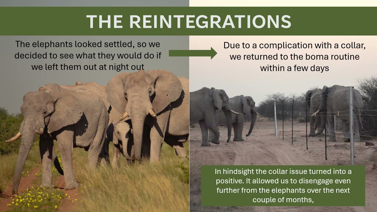 EEG ©Elephant Reintegration Trust, Rewilding Captive Elephants Presentation USA-Symposium IEF 2025.