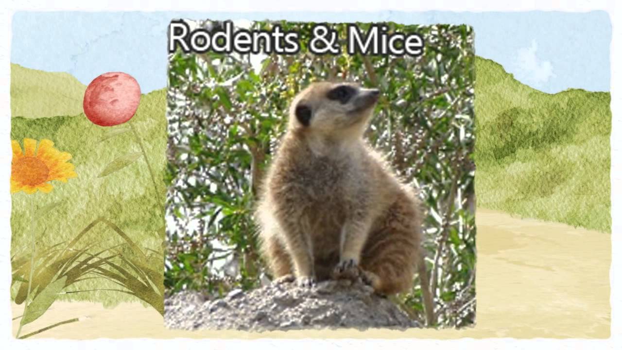 Official Pest Control Visalia CA 5592481155 Rodent Animal Control