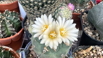 Cách Trị Rệp Cho Xương Rồng Bằng Thuốc Tím- Cactus Pest Control: Kill Mealybugs with Purple Solution