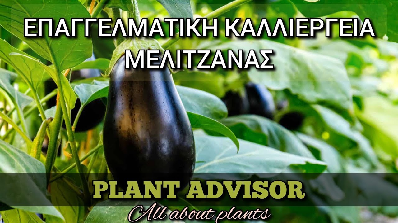 Καλλιέργεια Μελιτζάνας‼️Όσα Πρέπει να Ξέρετε ‼️Μυστικά και Λάθη‼️Plant Advisor Greece