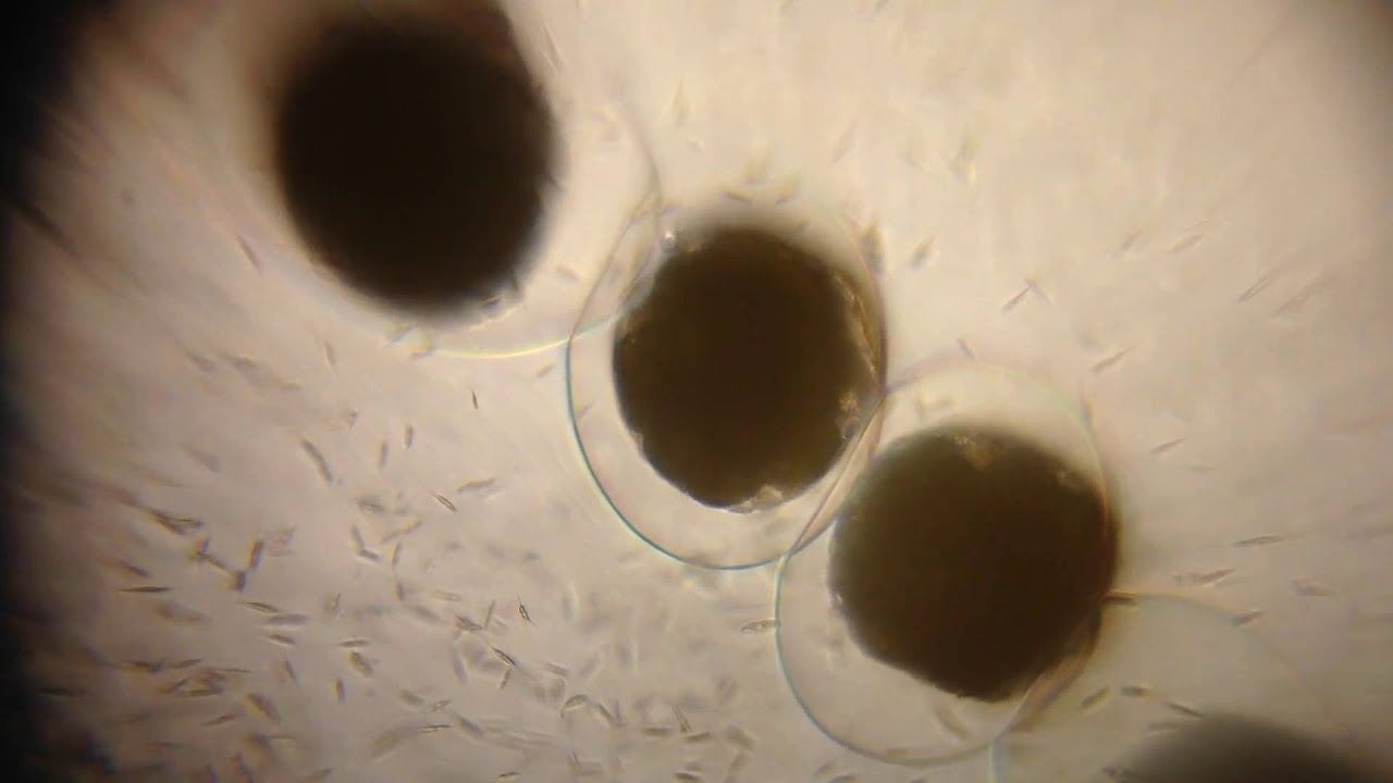 Haminoea japonica eggs from Lake Merritt, Oakland, California