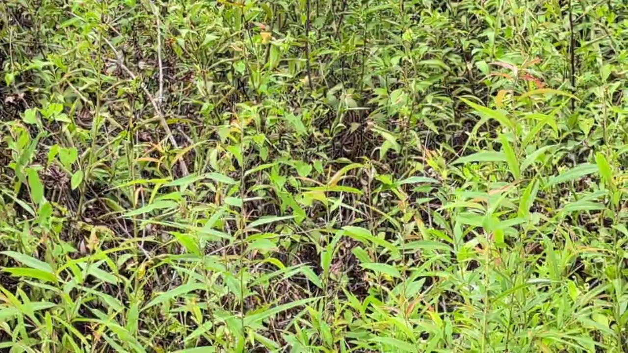 2 Pine Warblers Sang in Bushes but Kept Flying on Cross Seminole Trail! Oviedo, Florida 