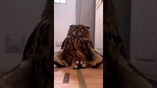 Owl Burung Hantu Mengantuk: Saatnya Tidur untuk Si Penerbang Malam #naturelovers #owl #burunghantu