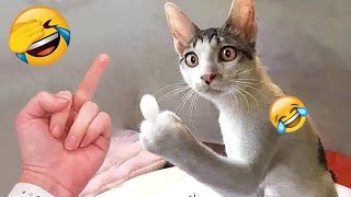 🙀🙀 Best Cats Videos 🤣🙀 New Funny Animals 2024 #17