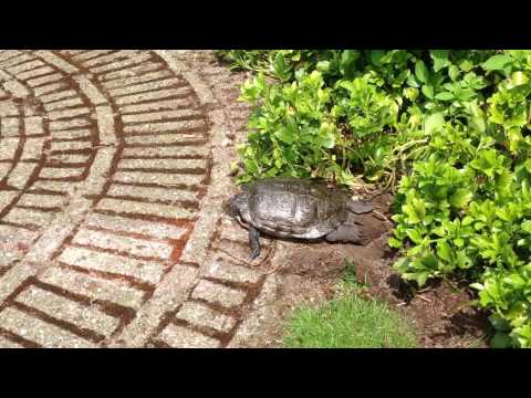 Video: Wat leerde Bert de Schildpad?