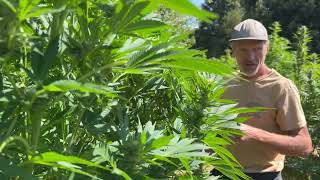 Fall Harvest Field Tips From the Farmer: Jesse Hill / Fallen Oak Farm / Ganjier