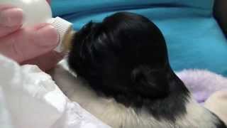 Furkids/Small Dog Rescue - Puppy Jane Eyre (Delilah and Scarlett) HD