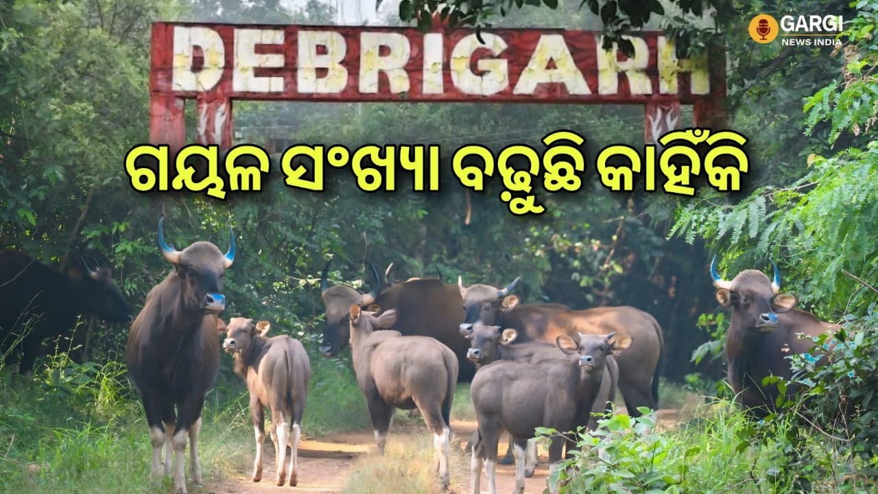 ଡେବ୍ରିଗଡ ଗୟଳ ସଂଖ୍ୟା ବଢ଼ୁଛି କାହିଁକି