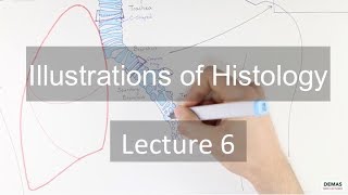 Histology: Respiratory System