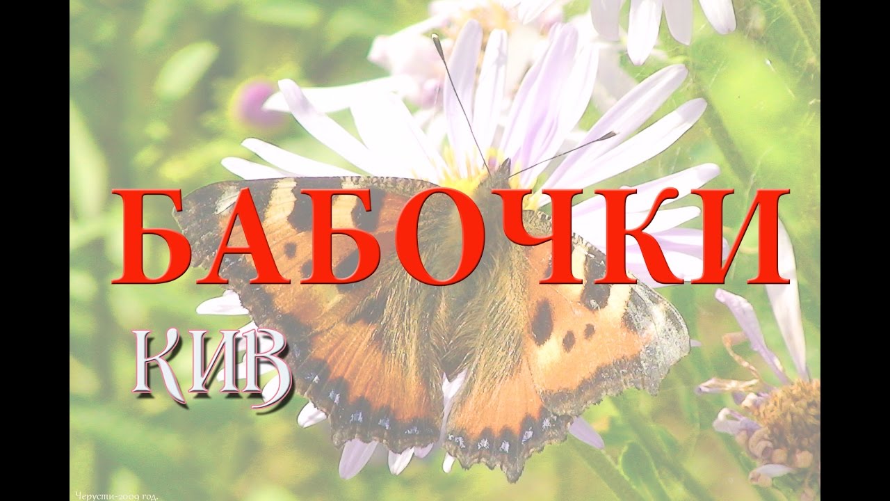 Бабочки. Природа России. Жаркое лето. Невероятное нашествие насекомых.