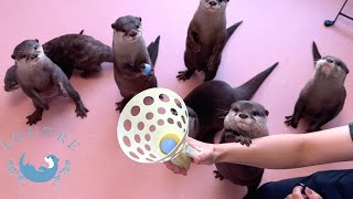 What A Surprise, Otters Can Catch The Balls With Their Hands!
