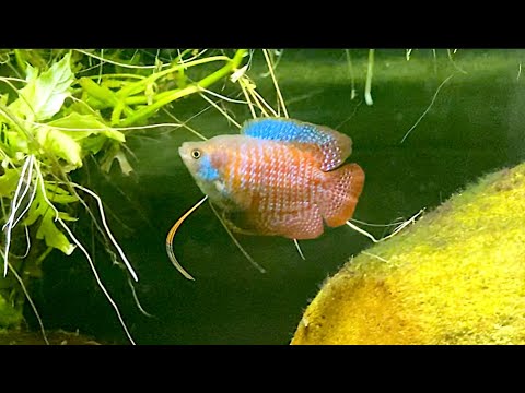 Video: Hur Man Odlar Gourami