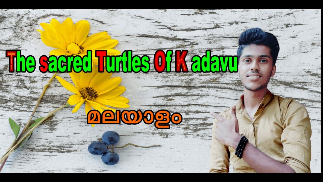 The Sacred Turtles Of Kadavu Activities The sacred turtles of Kadavu in Malayalam, line by line explanation