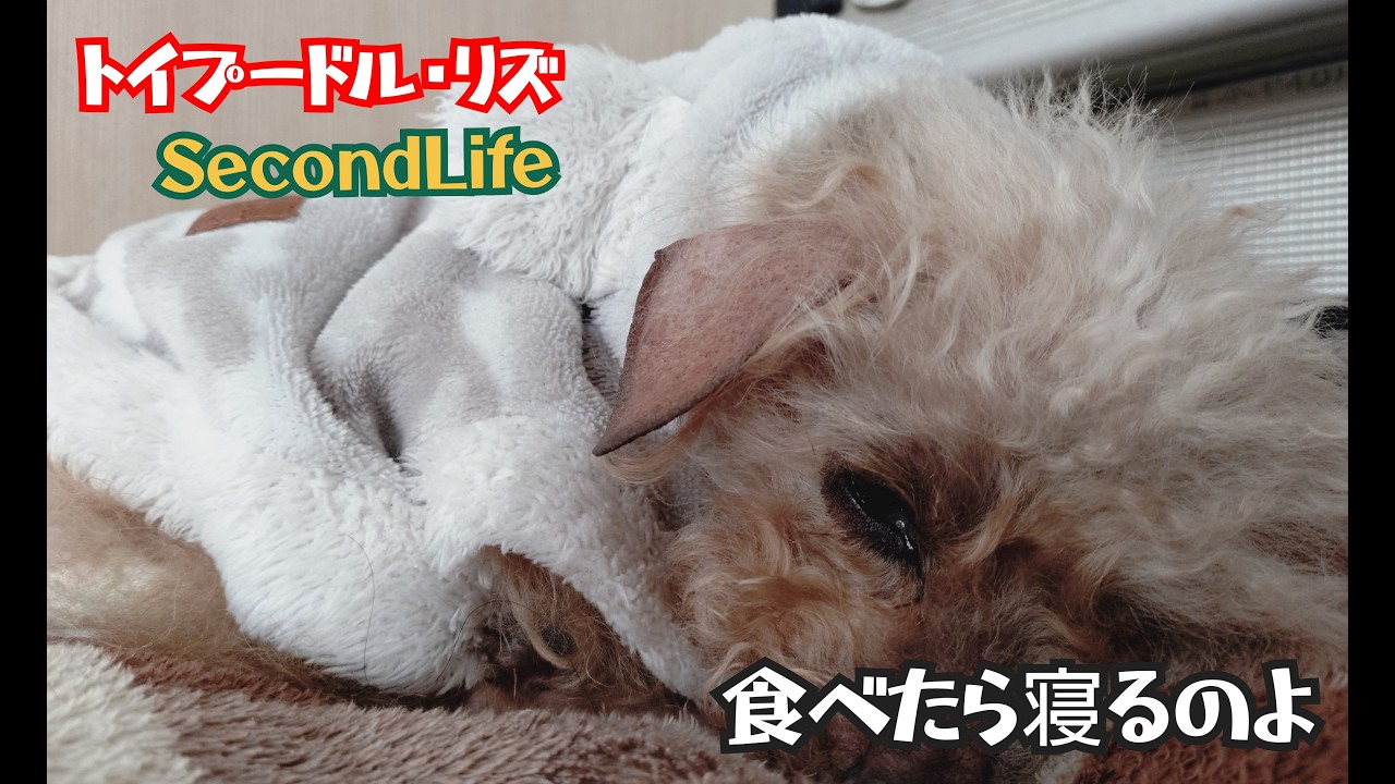 2026 02 26 リズさんの晩餐