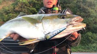 湾内のトップゲーム！1.5〜5mの緩やかなシャローで3kgクラスのヒラマサを狙う！ポポペン95F  King fish, the top game in the bay