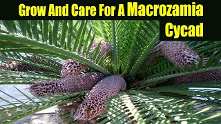 How To Grow And Care For A Macrozamia Cycad