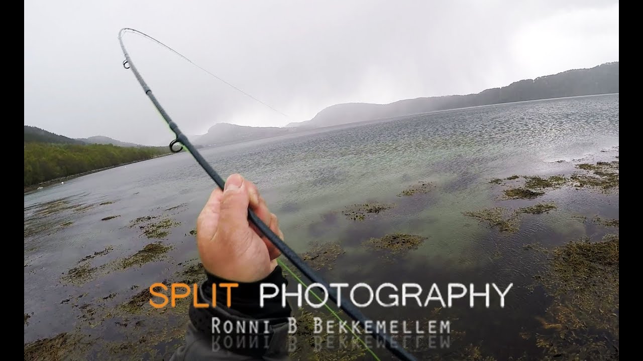 Sea Trout fishing YouTube