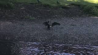 Cormorant by the river