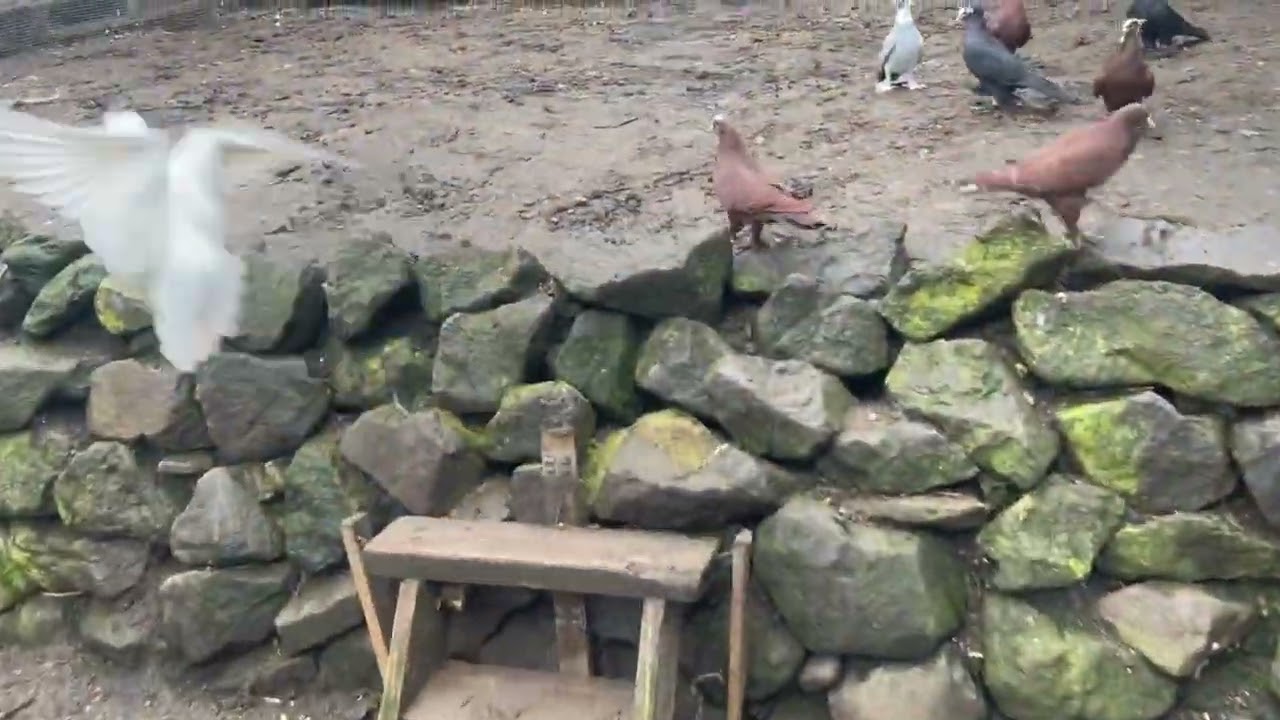 الغوالي صورنالكم تجهيزات لموسم الزق وشغل خانات  وكل الجديد تحية طيبة 🌷♥️